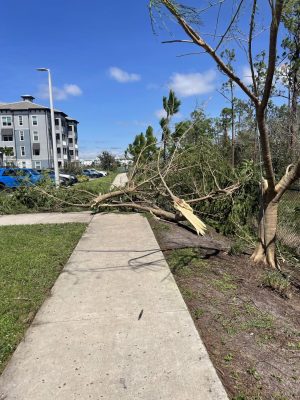 Hurricane Ian destroys cities near the coast, and causes trees to be knocked down. Photo courtesy of Dagny Hagerstrom