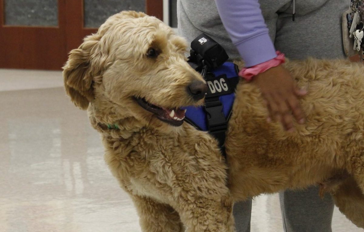 Facility dog, Bear Sesti walking the halls while students pet him.