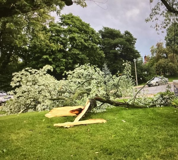 Collapsing, a tree in the Glencairn neighborhood sits after the Aug. 27, 2024 storm. The storm caused a lot of damage in the community, from fallen trees to harmed houses.
